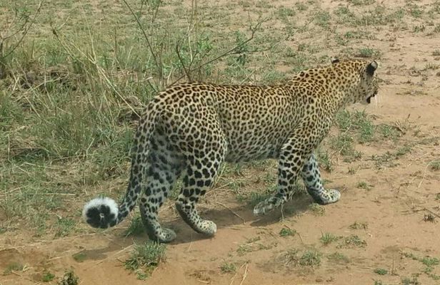 2 Days amazing maasai mara group safari 