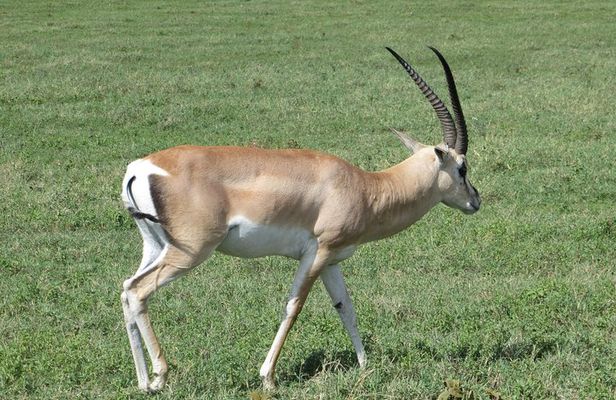 Day trip to Trangire National Park from Arusha