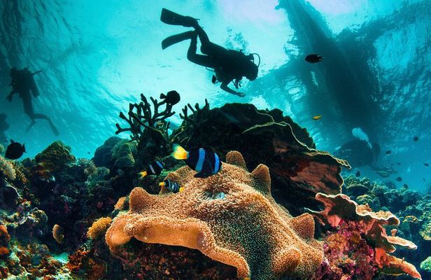 Try and Discover scuba diving