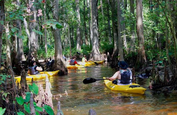 Cypress Forest: Guided Nature Kayak Eco-Tour