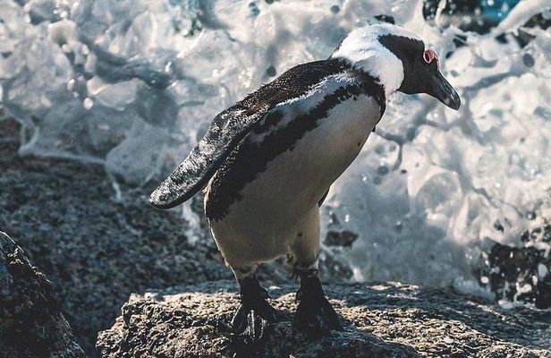 Private Cape Peninsula Tour