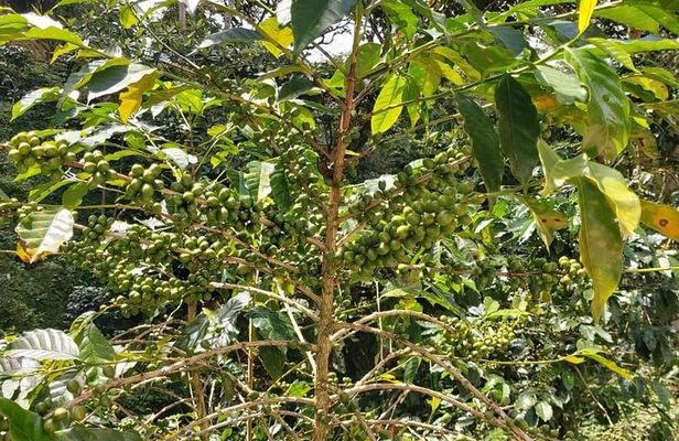 Coffee Plantation Experience