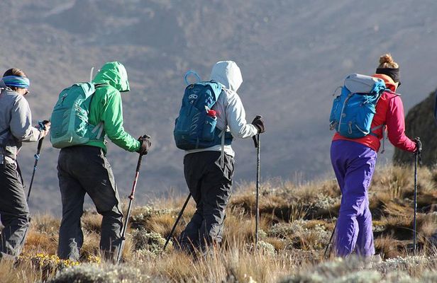 Day Trip Kilimanjaro Shira Plateau from Moshi