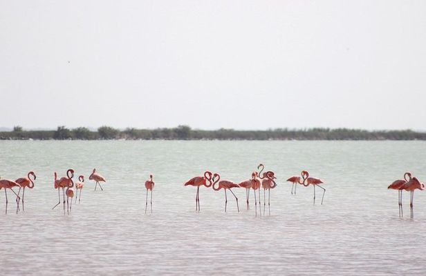 Discover the FABULOUS PINK WATERS at the Caribean (Las Coloradas+Río Lagartos)