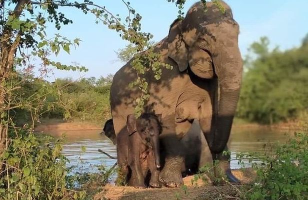 Udawalawe National Park - Half Day Safari Tour