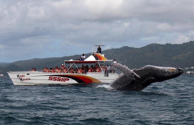 Whale watch tour from Santo Domingo with Bacardi Island and lunch included