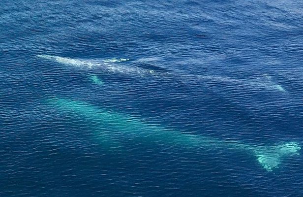 Resurrection Bay Spring Wildlife Cruise