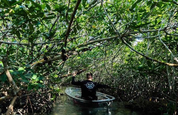 Guided Clear Kayak Eco-Tour Near Key West