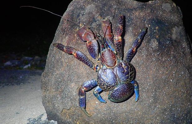 Okinawa Iriomotejima Night Adventure Tour