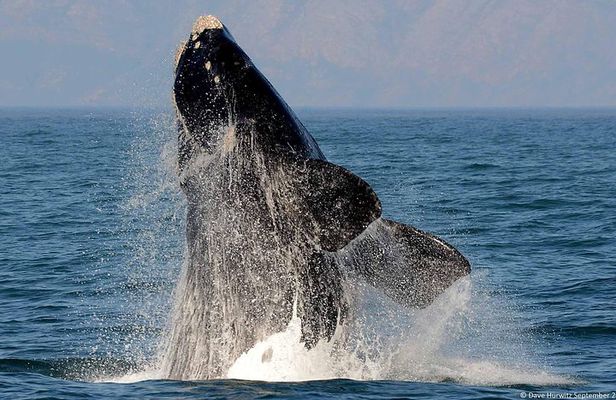 Shark cage diving + viewing & whale watching tours combination