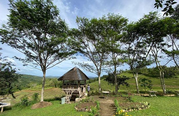 Can-umantad Falls and candijay rice terraces Eco Tour
