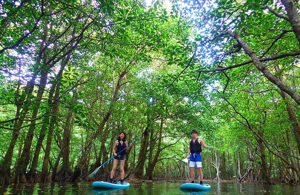 Okinawa Iriomote Mangrove SUP or Canoe Tour