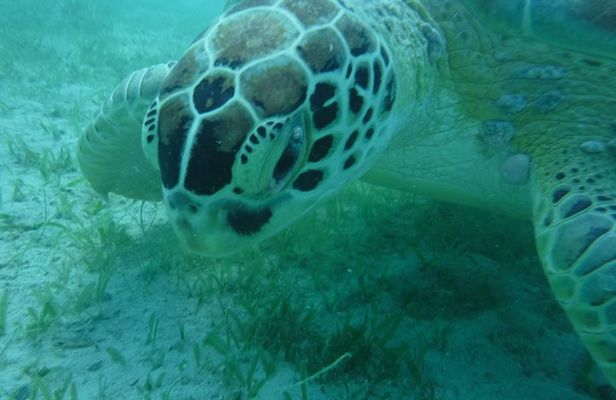 Private Day Sail & Snorkel with Virgin Islands Day Sailing, 6 guest max