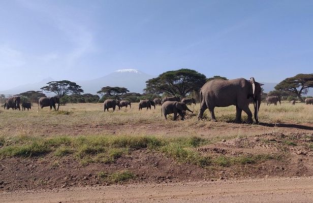 Amboseli Overnight Trip