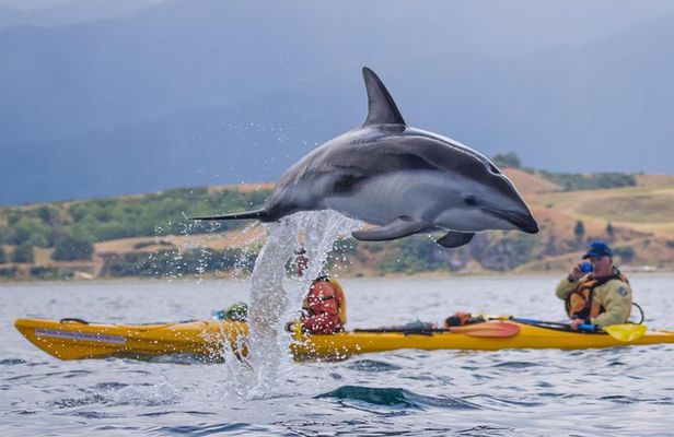 Wildlife Sea Kayaking Tour - Kaikoura