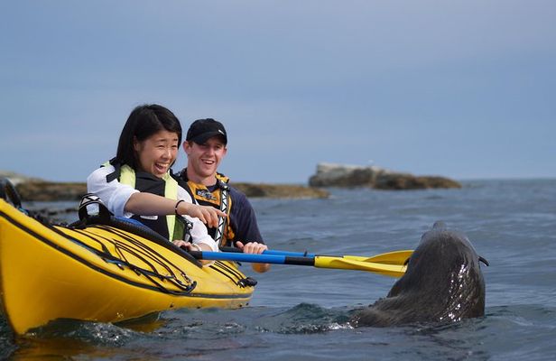 Private Wildlife Kayaking Tour - Kaikoura