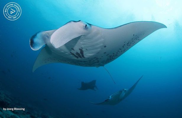 2 or 3 dives in Nusa Lembongan and Penida, for certified diver (in Lembongan)