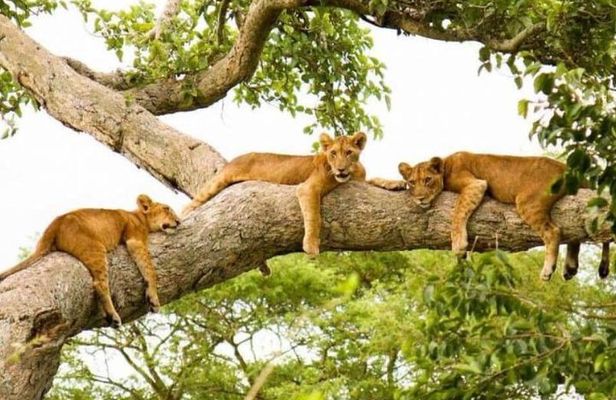 3 days Big five Game Viewing in Queen Elizabeth National Park