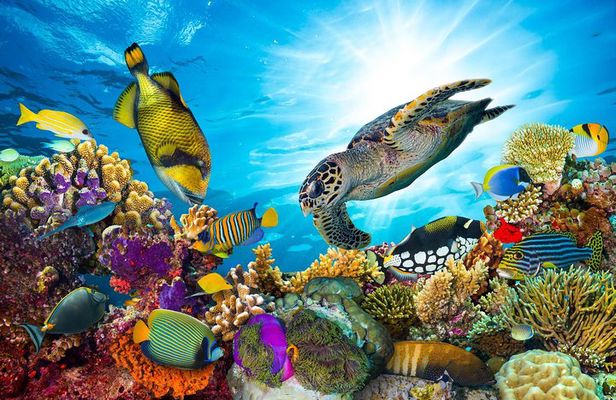 Snorkel Cat All Inclusive Adventure