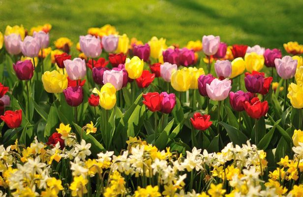 Private day trip to The Keukenhof Gardens and The Zaanse Schans Windmills