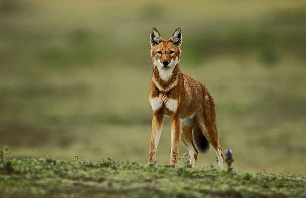 3 Days Bale Mountains trekking