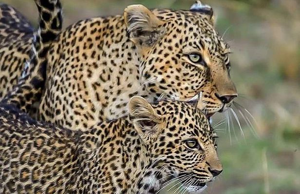 Leopard Safari in 4x4 Vehicle in Jhalana Park Including Transfers