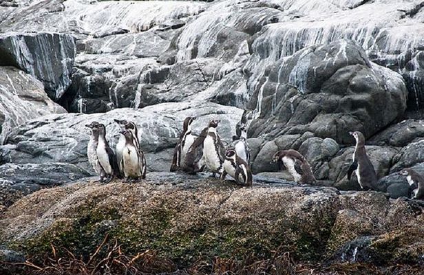 Penguins Watching-Navigation & HorseRide&Barbecue From VALPARAISO