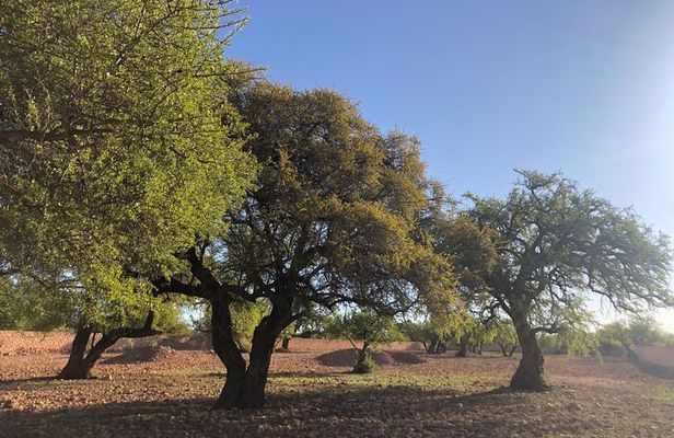 Arganforest, Saadien Sugar fabric & Argan production