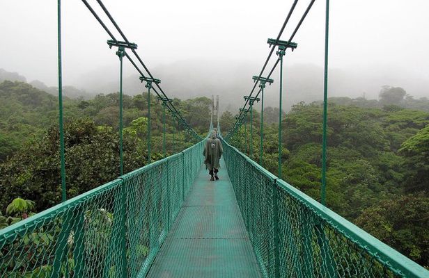 Rain Forest Monteverde,Hanging Bridges, Sloths,Birds Watching