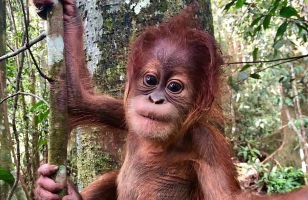 Two days orangutans adventure in Gunung Leuser