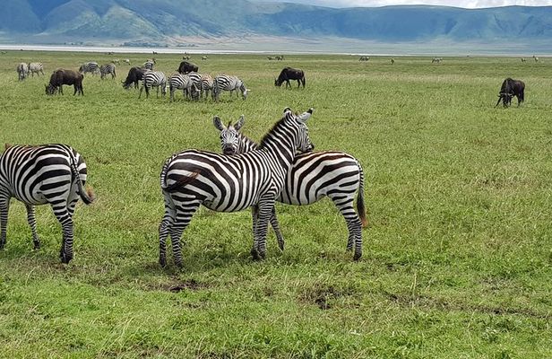 6 Days Mara River Crossing - The Great Migration