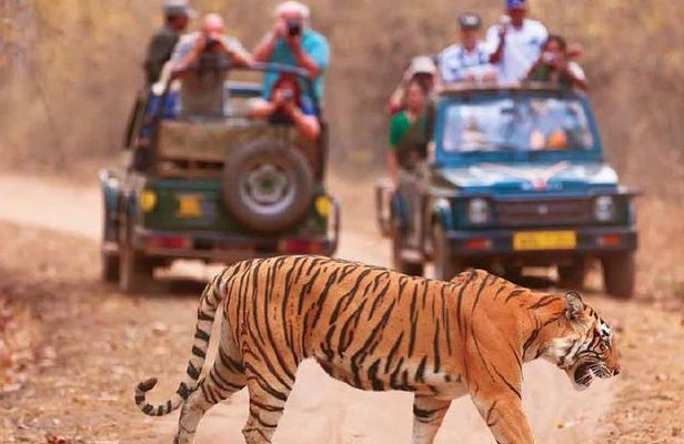 Delhi Agra Jaipur Golden Triangle Tour With Ranthambore Tigers From Delhi 