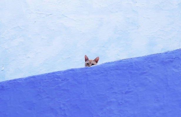 From Tangier: Special Day Trip to Chefchaouen and Tetouan