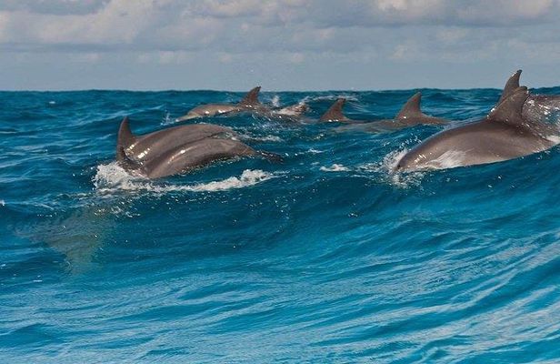 Private Dolphin Tour and Snorkeling at Mnemba Island reef