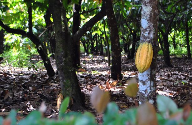 Cacao trail and making of chocolate tour from Santo Domingo