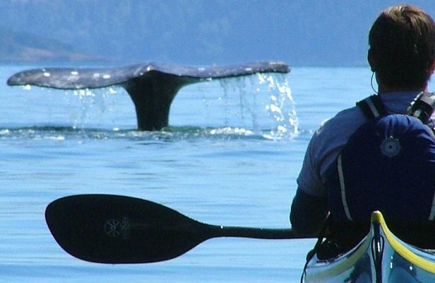 3-Hour Sea Kayak Tour in the San Juan Islands