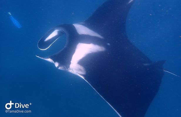 Fundive Catalina Islands (2 dives only for certified divers)