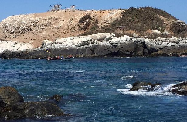 Zapallar Walking & Bird Watching Penguins From Valpo.Private Tour