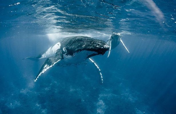 Whale Watching Bora Bora