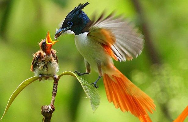 Bird Watching Tour Sri Lanka - 10 Days