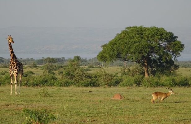 3 Days Murchison falls park Uganda