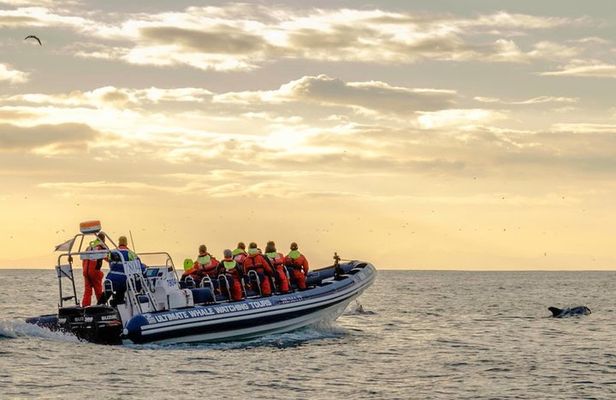 Small-group Whale Watching in the Midnight Sun from Reykjavík