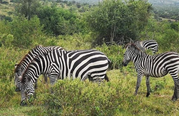 2 Days - Mikumi safari depart from Zanzibar or Dar es salaam