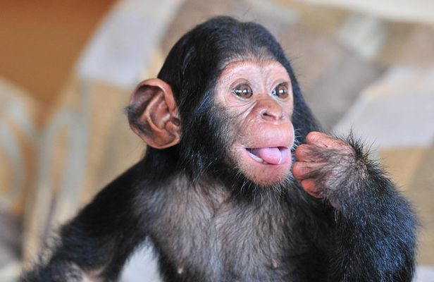 1 day Fishing and Chimpanzee Island tour
