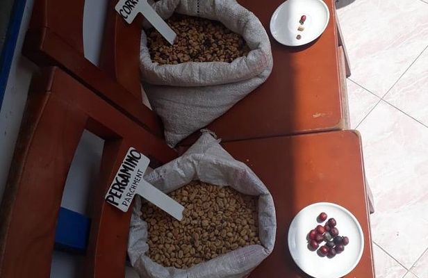 Coffee tour Medellin
