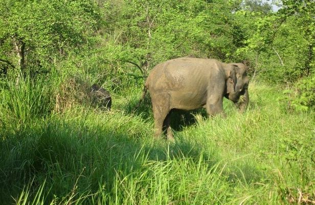 Visit Jeep Safari at Minneriya National Park From Kandy