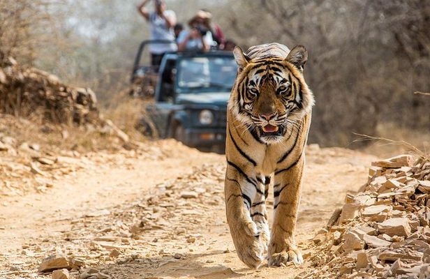 From Jaipur: Ranthambore Tiger Safari Private Day Tour