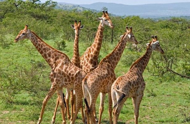 3 Day Kruger National Park Safari from Johannesburg Tour