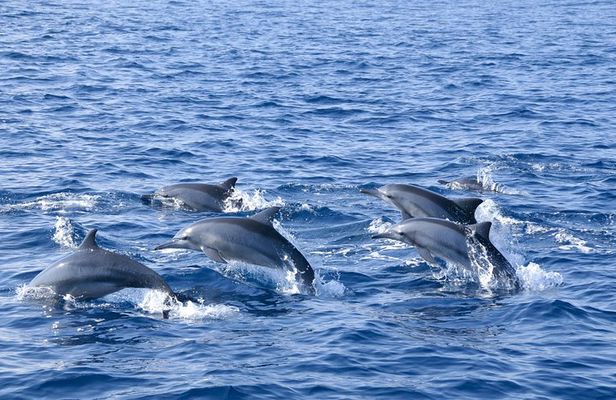 Whales and Dolphins Watching Tour Trincomalee
