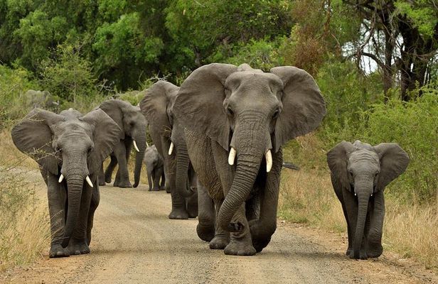Durban: 2 Days Tala Game Reserve, Natal Park & Sani Pass